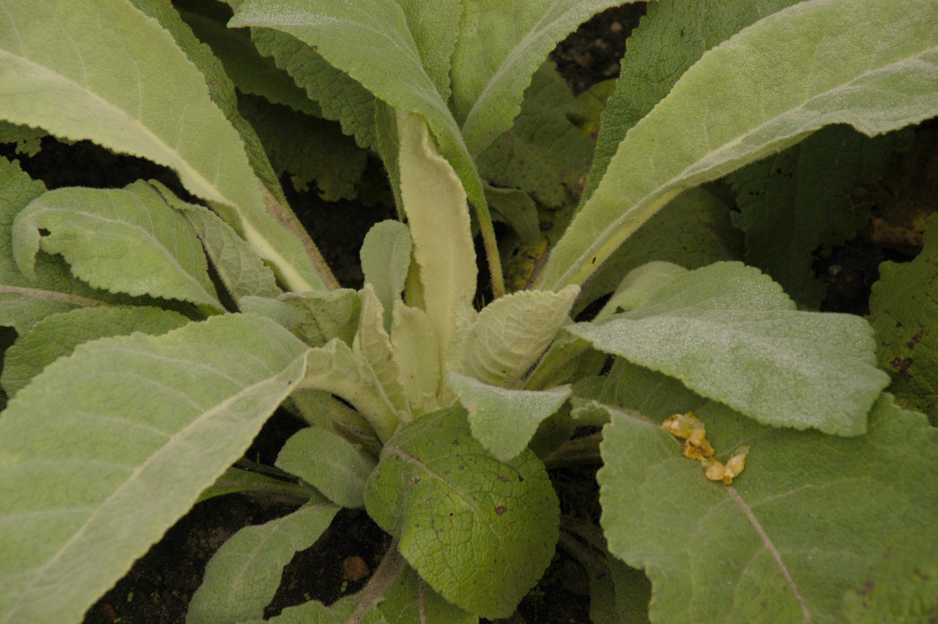 Verbascum phlomoides Blatt 1